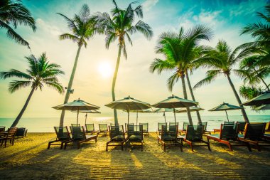 Plaj ve deniz güzel Hindistan cevizi hurma ağacı