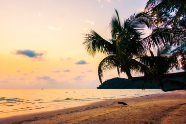 Siluet Hindistan cevizi hurma ağacı