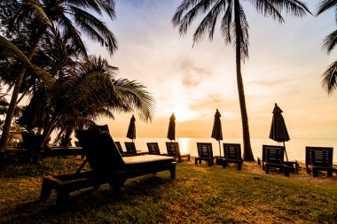 Plaj ve deniz güzel Hindistan cevizi hurma ağacı