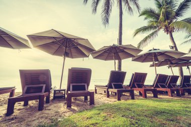 Plaj ve deniz güzel Hindistan cevizi hurma ağacı