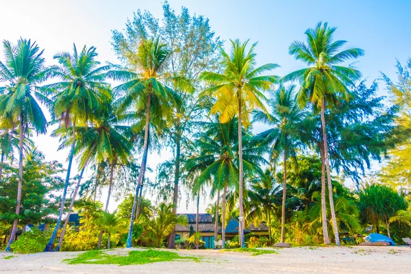 Bella spiaggia tropicale e mare — Foto Stock