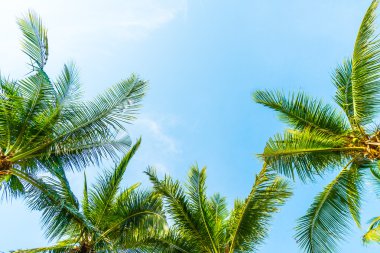 Hindistan cevizi palmiyesi