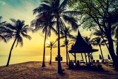 Plaj ve deniz güzel Hindistan cevizi hurma ağacı