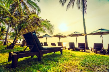 Plaj ve deniz güzel Hindistan cevizi hurma ağacı