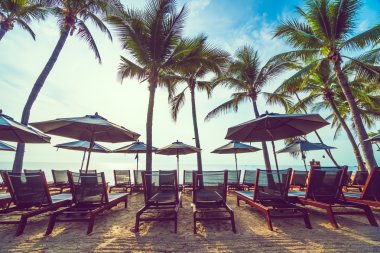 Plaj ve deniz güzel Hindistan cevizi hurma ağacı