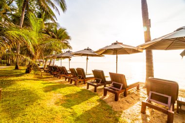 Plaj ve deniz güzel Hindistan cevizi hurma ağacı