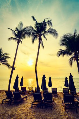 Plaj ve deniz güzel Hindistan cevizi hurma ağacı