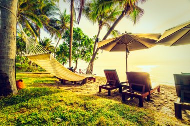 Plaj ve deniz güzel Hindistan cevizi hurma ağacı