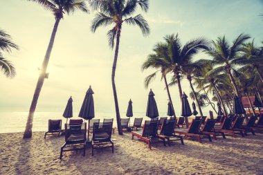 Plaj ve deniz güzel Hindistan cevizi hurma ağacı