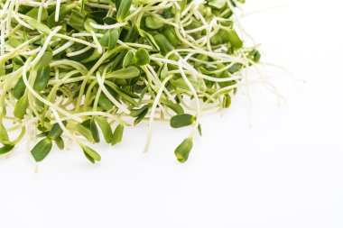 Genç ayçiçeği lahanası