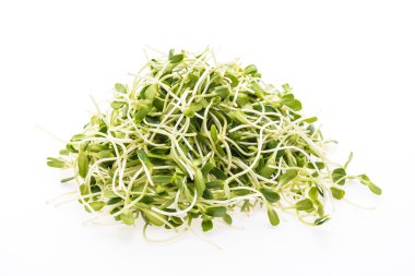 Genç ayçiçeği lahanası