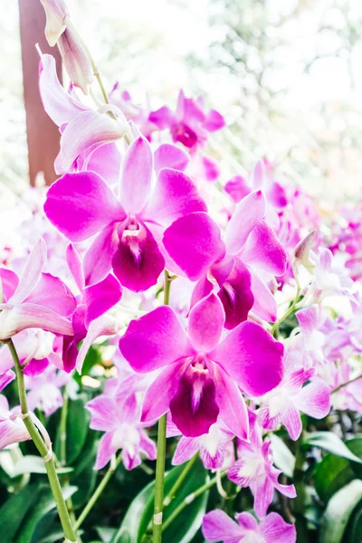 Beautiful Orchid flower — Stock Photo, Image