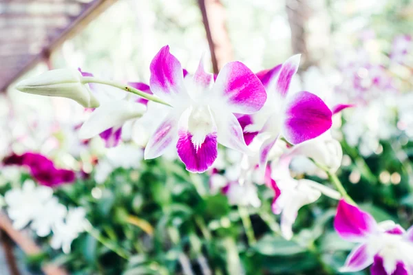 Beautiful Orchid flower — Stock Photo, Image