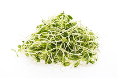 Genç ayçiçeği lahanası