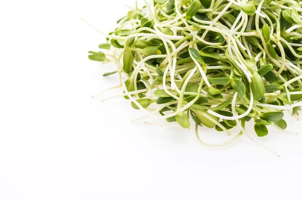 Young sunflower sprouts — Stock Photo, Image