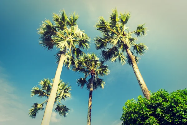 Vintage palm tree — Stock Photo, Image