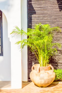 Vazo bitki dekorasyon dış cephe