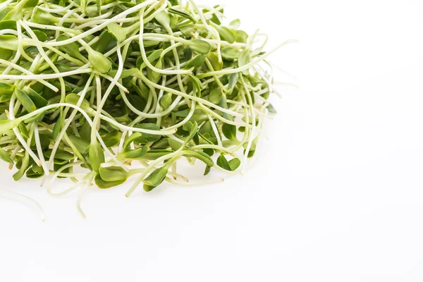 Young sunflower sprouts — Stock Photo, Image