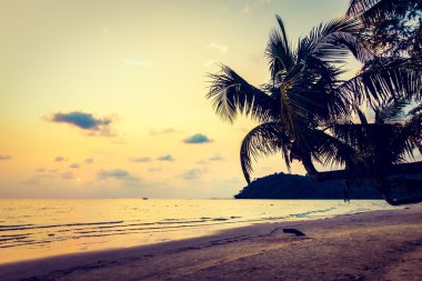 Siluet Hindistan cevizi hurma ağacı