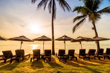 Plaj ve deniz güzel Hindistan cevizi hurma ağacı