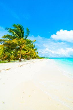 Tropik Maldivler Adası