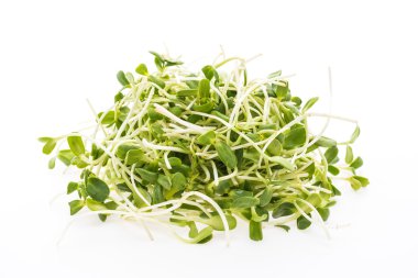 Genç ayçiçeği lahanası