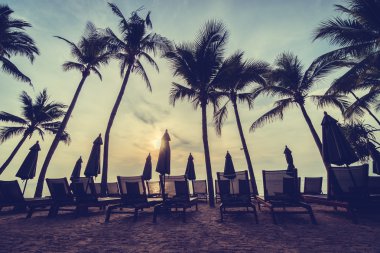 Plaj ve deniz güzel Hindistan cevizi hurma ağacı