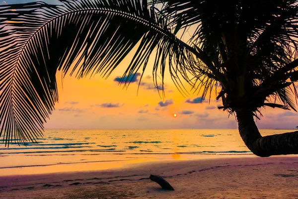 シルエット ココナッツ椰子の木 — ストック写真