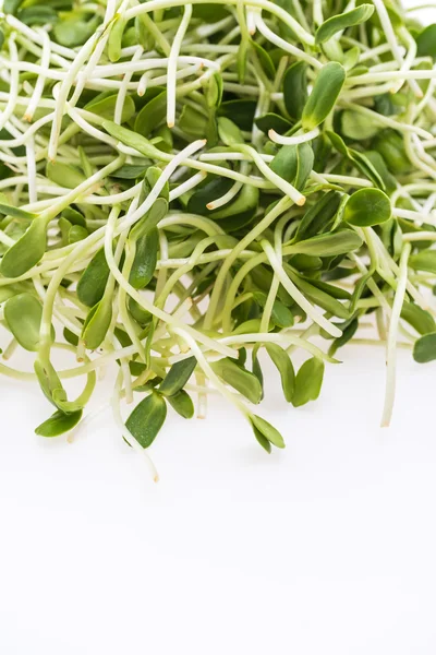 Jeunes pousses de tournesol légume — Photo