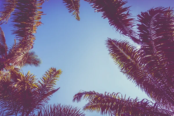 Palmeira de coco no céu — Fotografia de Stock