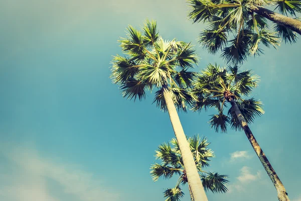 Vintage palm tree — Stock Photo, Image