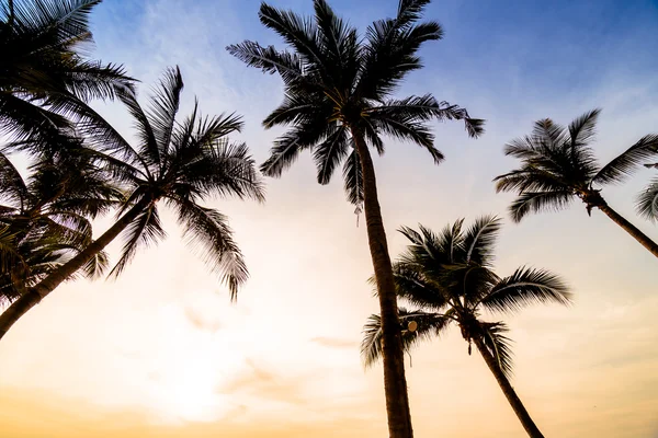 Coconut palm tree on the beach and sea — Stock Photo, Image