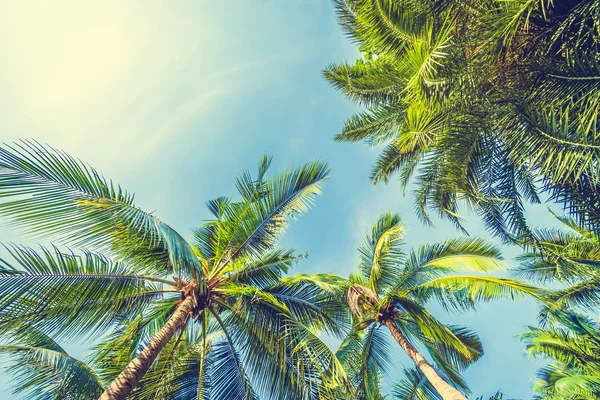 Hindistan cevizi palmiyesi — Stok fotoğraf