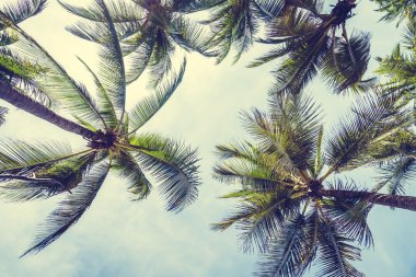 Hindistan cevizi palmiyesi