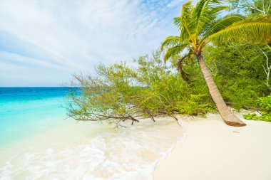 Güzel tropikal Maldivler resort