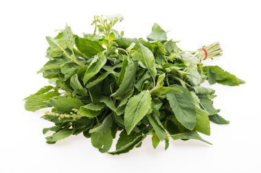 Yeşil fesleğen yaprağı