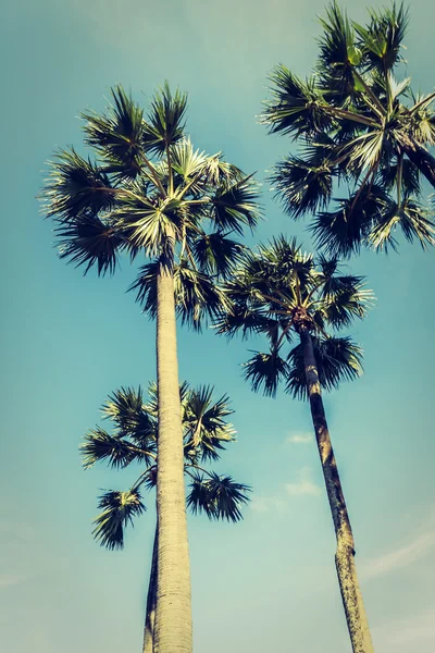 Vintage palmetræ - Stock-foto