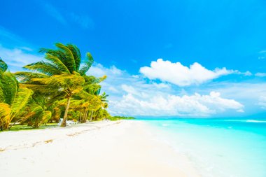 Güzel tropikal Maldivler ada