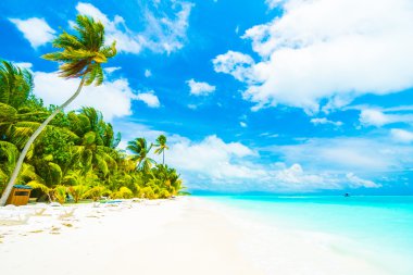 Güzel tropikal Maldivler ada