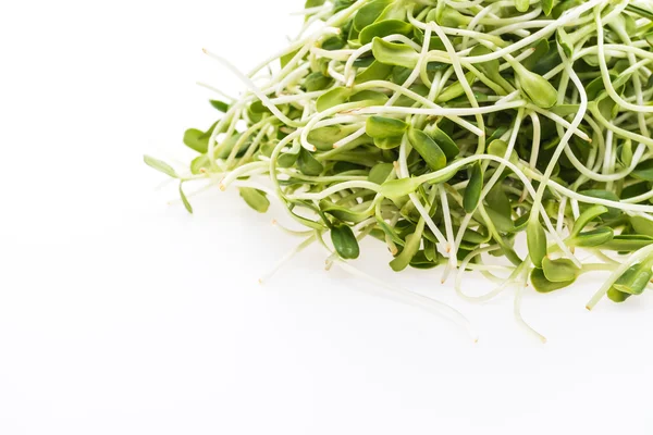 Young sunflower sprouts vegetable — Stock Photo, Image