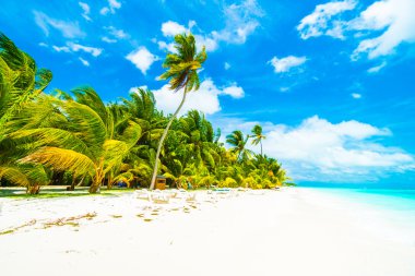 Güzel tropikal Maldivler ada 