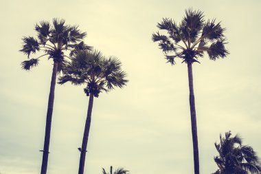 Vintage palmiye ağacı