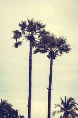 Vintage palmiye ağacı