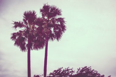 Vintage palmiye ağacı