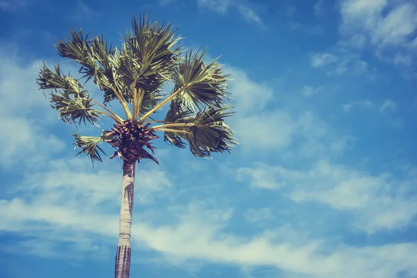 Coconut palm tree — Stock Photo, Image