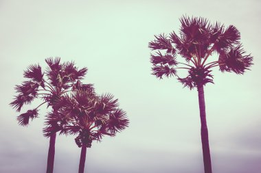 Vintage palmiye ağacı