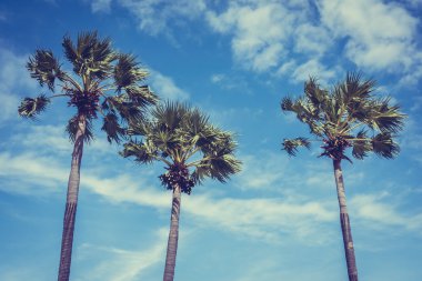 Hindistan cevizi palmiyesi