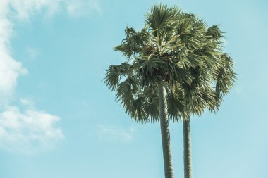 Hindistan cevizi palmiyesi