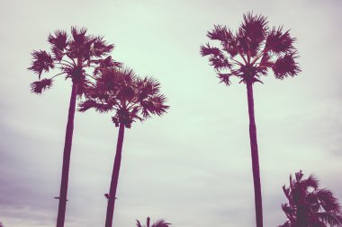 Vintage palmiye ağacı