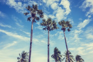 Hindistan cevizi palmiyesi